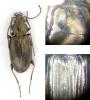 Bembidion varium